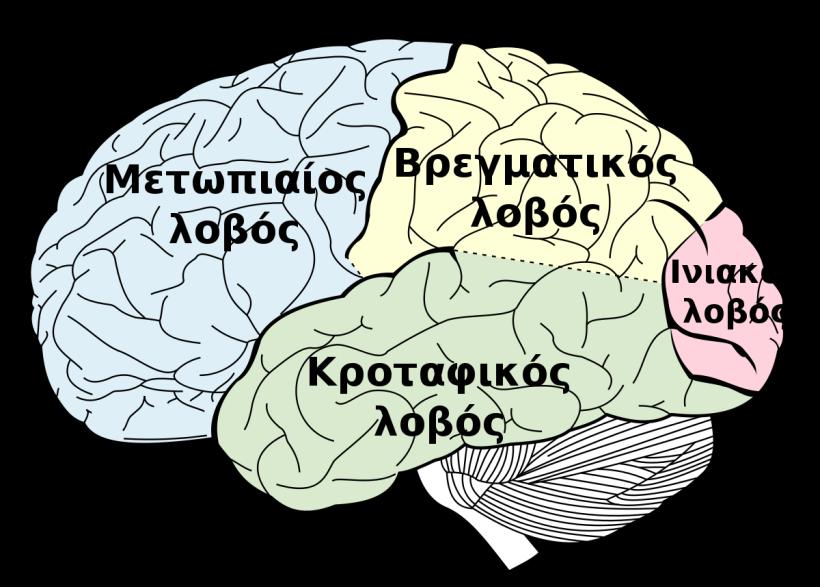 χωρίζονται μεταξύ τους από τις αύλακες (ή σχισμές).