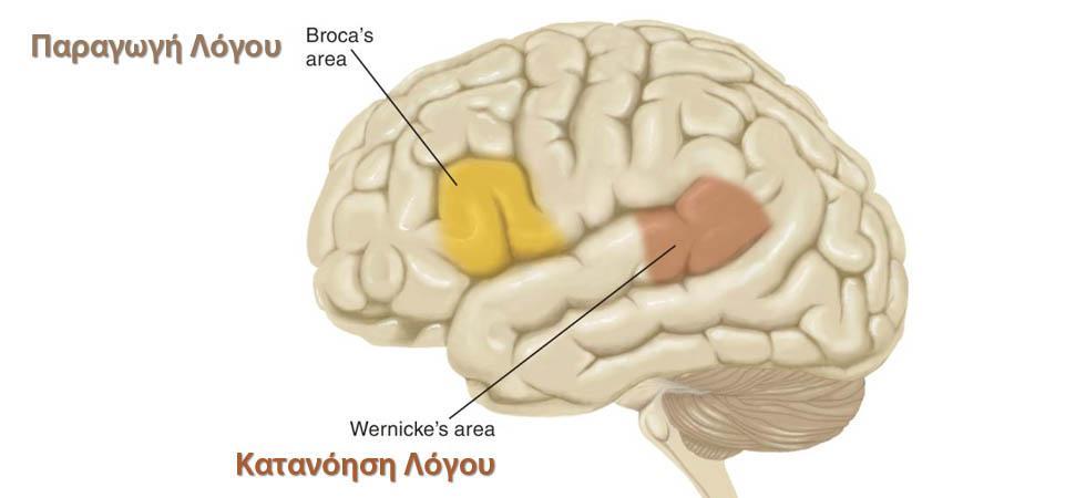Κύριες ασυμμετρίες έχουν παρατηρηθεί ανάμεσα στα δύο εγκεφαλικά ημισφαίρια και συνοψίζονται ως εξής: o Το δεξί ημισφαίριο είναι μεγαλύτερο και πιο βαρύ από το αριστερό o Το αριστερό ημισφαίριο έχει