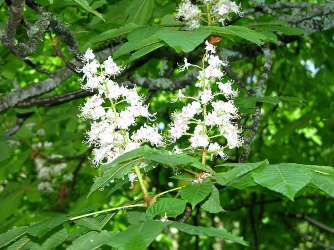 Εικόνα 2. Ταξιανθίες του Aesculus hippocastanum. Ο καρπός είναι μεγάλη ακανθωτή ή λεία δερματώδης τρίχωρη κάψα, διαμέτρου μέχρι 6 cm.