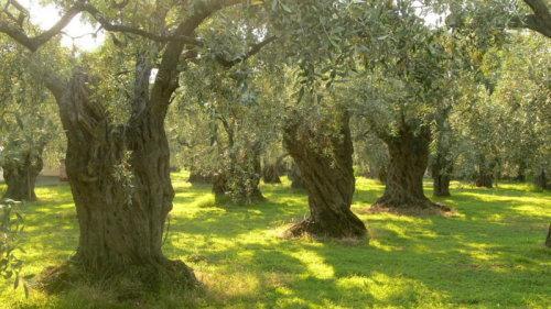 Ελιά-Ορισμός Η ελιά ή ελαιόδενδρο ή λιόδεντρο είναι γένος καρποφόρων δέντρων της οικογένειας των Ελαιοειδών,το οποίο συναντάται πολύ συχνά και στην Ελλάδα.