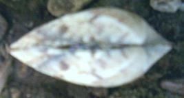 Ύψος Ολικό μήκος Πλάτος (Α) (Β) Εικόνα 7: Σχηματική απεικόνιση της εσωτερικής πλευράς της θυρίδας (Α) και εικόνα της ραχιαίας περιοχής του οστράκου όταν οι
