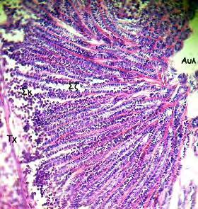 ιακρίνεται ένα κεντρικό σπερµατοθυλάκιο που φέρει σπερµατογόνια (Σγ), σπερµατοκύτταρα (Σκ) και σπερµατίδες (Στ).