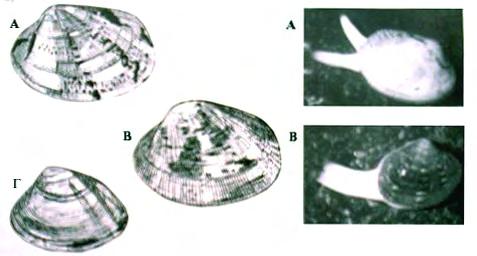 Ένα άλλο είδος της οικογένειας Veneridae με το οποίο συχνά συγχέεται το R. decussatus και το οποίο διαβιεί στα ίδια οικοσυστήματα με αυτό, είναι το Venerupis aurea (αλλιώς Paphia aurea).