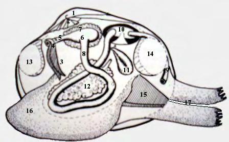 A. B. Εικόνα 4: Α. Απεικόνιση των οργάνων και των δομών του Ruditapes decussatus: 1. σπόνδυλος, 2.