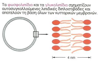 Συγκροτούν κυτταρικές μεμβράνες ΛΙΠΗ ΛΙΠΙΔΙΑ - ΡΟΛΟΣ