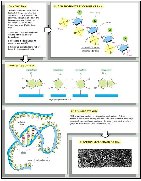 RNA