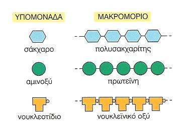 ΜΑΚΡΟΜΟΡΙΑ Τα μακρομόρια είναι πολυμερή ξεχωριστών