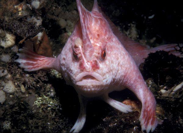 Pink Handfish.Είναι 10 εκ.