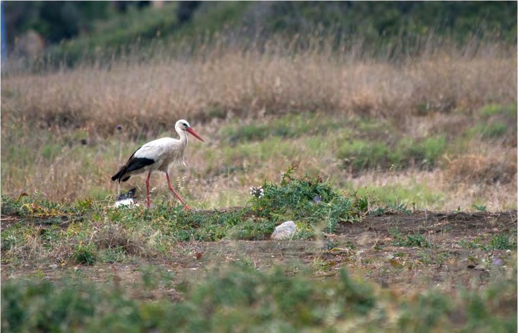 Εικόνα 3.9.2.8. Λευκοπελαργός (Ciconia ciconia) στα Αντικύθηρα (Φωτ.: Αρχείο/ΟΡΝΙΘΟΛΟΓΙΚΗ) 3.9.3. Χερσαία Θηλαστικά Η πανίδα των χερσαίων θηλαστικών στην περιοχή των Κυθήρων, των Αντικυθήρων και των γύρω νησίδων δε χαρακτηρίζεται από μεγάλη ποικιλία ειδών.