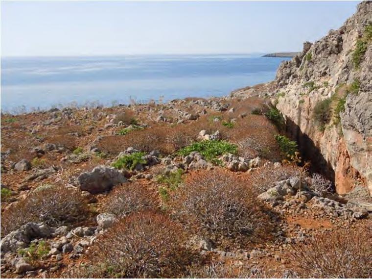 πλυθοκάλυψη και συχνότητα εμφάνισης τα είδη, Pistacia lentiscus, Asphodelus ramosus και Calicotome villosa (Panitsa et al. 2004). Σύμφωνα με τους Ντάφης κ.α. (2001) η φυτοκοινότητα με Euphorbia dendroides συνταξινομικά κατατάσσεται στη συνένωση Euphorbion dendroidis, στην τάξη Cisto- Micromerietalia julianae Oberd.