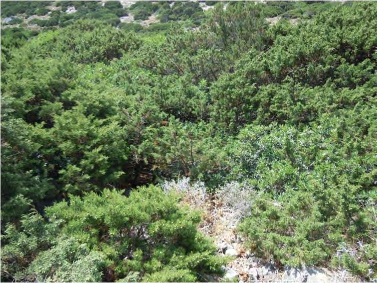 Εικόνα 3.7.7. Κοινότητα με Juniperus phoenicea στα Αντικύθηρα. Τύπος Οικοτόπου 5210. (Φωτ.: Ελένη Ηλιάδου /Πανεπιστήμιο Πατρών).