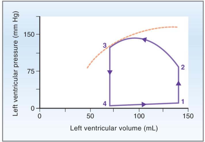 Σχέση πίεσης-όγκου της αριστεράς κοιλίας κατά τη διάρκεια του καρδιακού κύκλου 1 2: ισοογκομετρική
