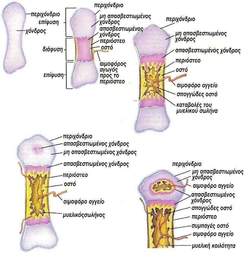1.7. ιάπλαση των οστών οστεογένεση Τα οστά στο έµβρυο δεν αποτελούνται από την αρχή από οστέινη ουσία αλλά από µια ουσία από συνδετικό ιστό που σχηµατίζει τον λεγόµενο υµενώδη σκελετό.
