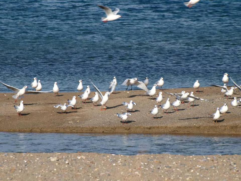 Καλουστ Παραγκαμιάν / WWF Ελλάς Οι γλάροι προτιμούν τις