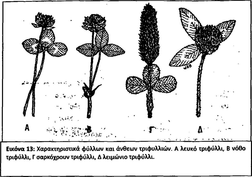 Στην προσαρμογή των διάφορων ειδών και ποικιλιών σημαντική ρόλο διαδραματίζει και το μήκος της ημέρας. Γενικά, τα περισσότερα είδη τριφυλλιών είναι φυτά μακρών ημερών.