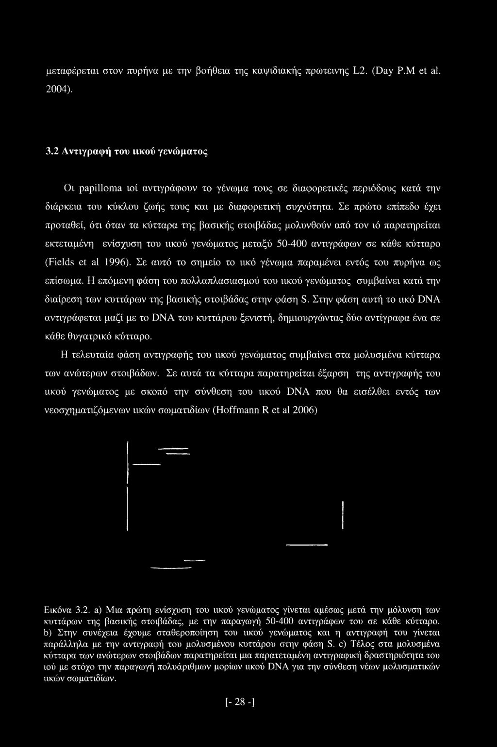 Σε πρώτο επίπεδο έχει προταθεί, ότι όταν τα κύτταρα της βασικής στοιβάδας μολυνθούν από τον ιό παρατηρείται εκτεταμένη ενίσχυση του ιικού γενώματος μεταξύ 50-400 αντιγράφων σε κάθε κύτταρο (Fields et