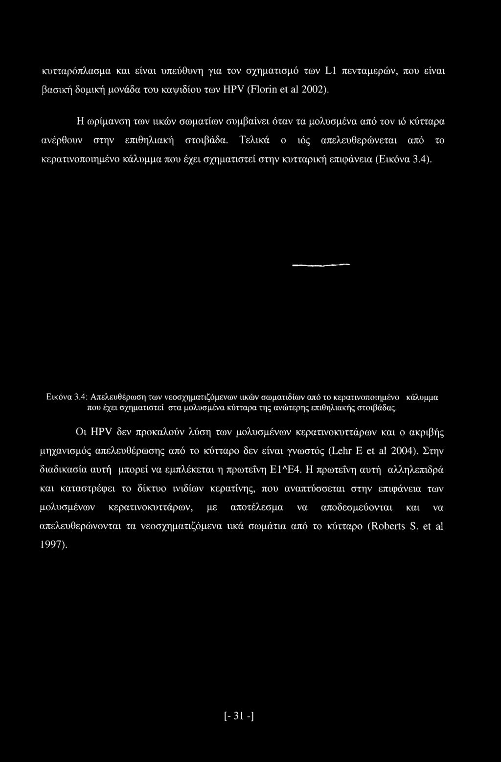 Τελικά ο ιός απελευθερώνεται από το κερατινοποιημένο κάλυμμα που έχει σχηματιστεί στην κυτταρική επιφάνεια (Εικόνα 3.4). Εικόνα 3.