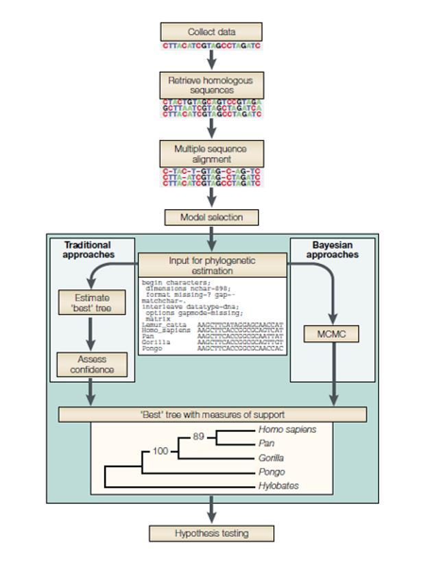 Θεωρητικό Υπόβαθρο 19 Εικόνα 2-7: Διάγραμμα ροής για τη διαδικασία της φυλογενετικής συμπερασματολογίας 2.4 