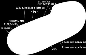 Η διαφορά μεταξύ δεικτών διαθλάσεως του κυτταροπλάσματος και της μιτοχονδριακής εξωτερικής μεμβράνης δημιουργούν ισχυρή σκέδαση.