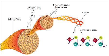 Σχήμα 2.5 Η εσωτερική δομή των ινών κολλαγόνου http://bayareapelleve.com/pelleve/collagen/ 2.