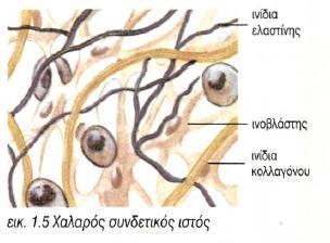 ΕΙΔΗ ΕΡΕΙΣΤΙΚΟΥ ΙΣΤΟΥ Συνδετικός ιστός: Χαλαρός (συναντάται κυρίως στο δέρμα και η μεσοκυττάρια ουσία