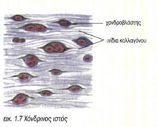 Χόνδρινος ιστός: Στέρεος και εύκαμπτος. Κύτταρα (χονδροβλάστες) μέσα σε κοιλότητες της μεσοκυττάριας ουσίας.