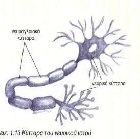 ΝΕΥΡΙΚΟΣ ΙΣΤΟΣ Αποτελείται από: Νευρικά κύτταρα ή νευρώνες: Είναι κύτταρα με αποφυάδες και είναι εξειδικευμένα στη παραγωγή και
