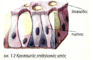 Κροσσωτός επιθηλιακός ιστός: Κύτταρα που φέρουν βλεφαρίδες (επενδύουν εσωτερικά τις αεροφόρες οδούς και απομακρύνουν τη βλέννα μαζί με μικροοργανισμούς ή σκόνη που έχουν