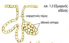 ΕΙΔΗ ΑΔΕΝΩΝ Εξωκρινείς αδένες: εκκρίνουν τα προϊόντα τους μέσα από ένα εκφορητικό πόρο είτε έξω