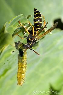 Vespidae