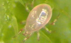 Phytoseiidae