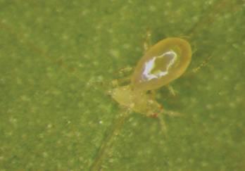 Phytoseiidae