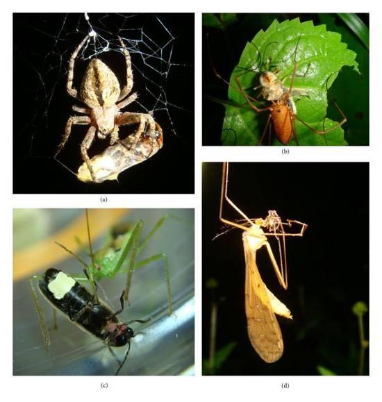 Araneidae