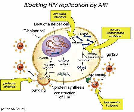 Kύκλος ζωής του HIV