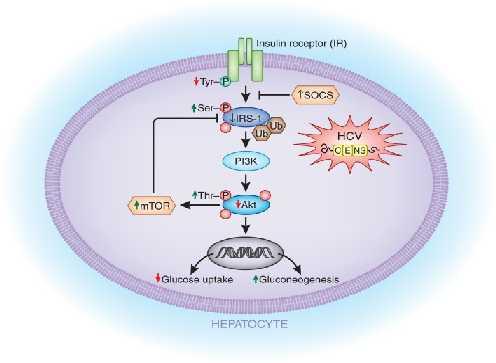 Ηπατίτιδα C και Διαβήτης Potential mechanisms by which HCV directly affects the insulin signaling cascade.