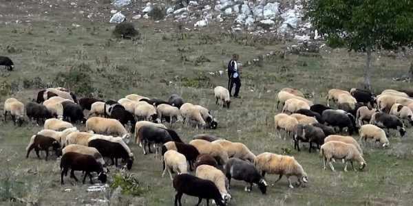 Χρήση γης: Βοσκότοπος Γη όπου επικρατούν τα αγρωστώδη/ποώδη φυτά, εκτός αµειψισποράς επί τουλάχιστον 5 έτη Σε παραγωγή, µε δηλωθέν ζωικό κεφάλαιο που