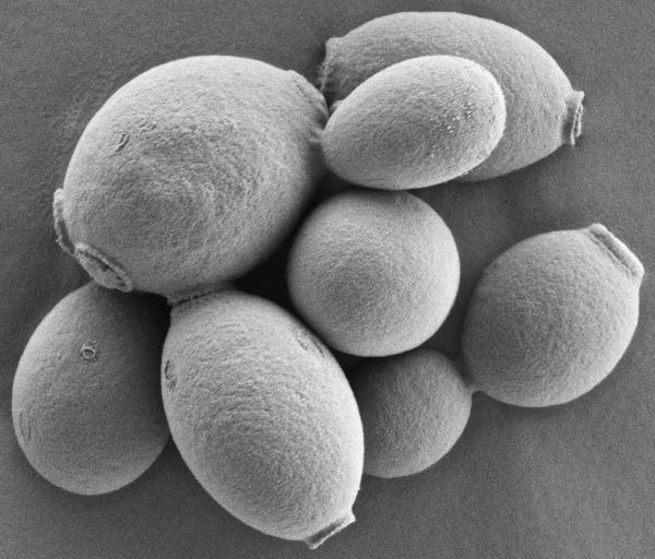 Πλεονεκτήµατα Aνάπτυξη σε µεθανόλη Έκκριση πρωτεϊνών Υψηλή κυτταρική
