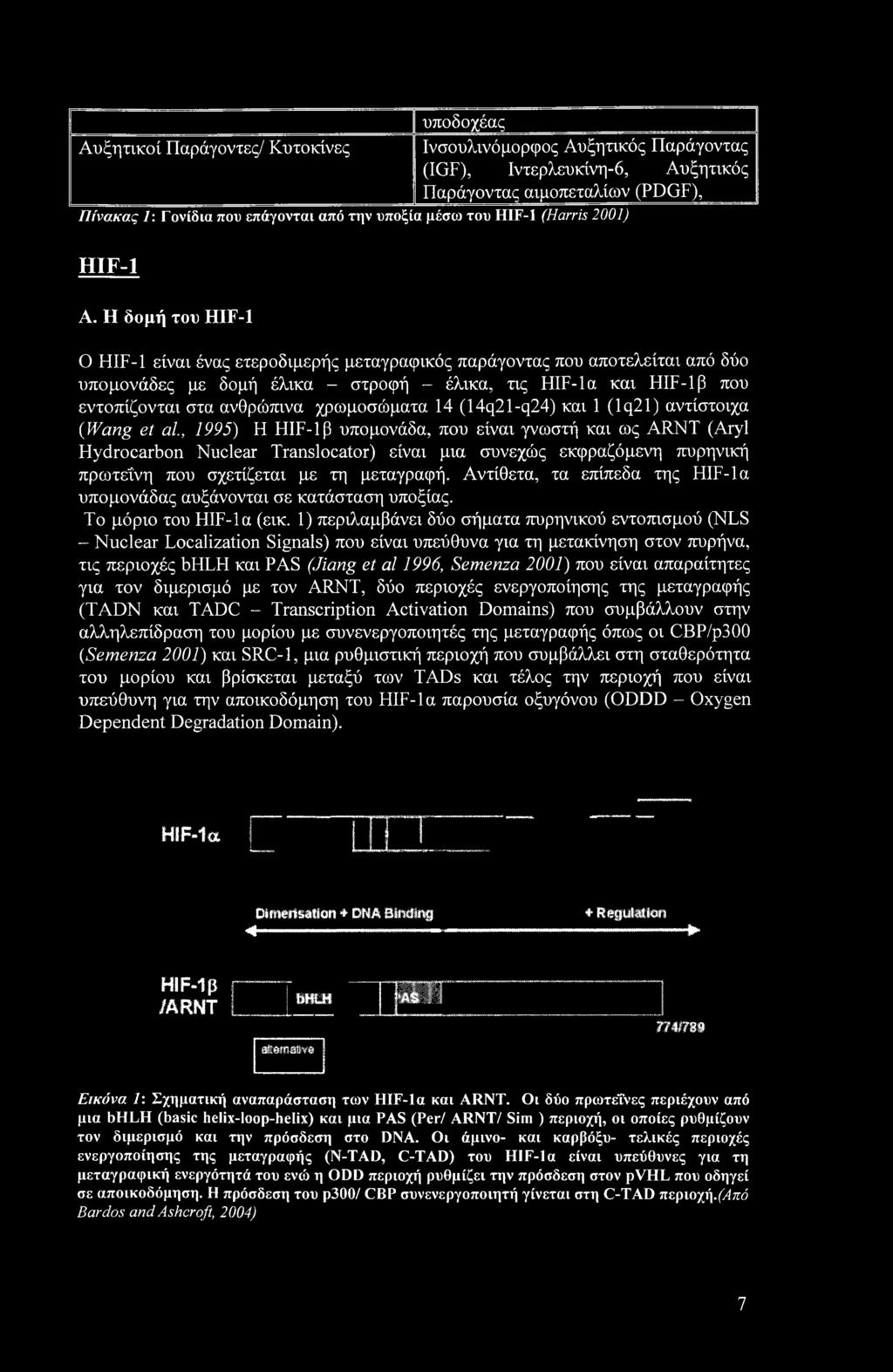 Η δομή του HIF-1 Ο HIF-1 είναι ένας ετεροδιμερής μεταγραφικός παράγοντας που αποτελείται από δύο υπομονάδες με δομή έλικα - στροφή - έλικα, τις HIF-Ια και HIF-1 β που εντοπίζονται στα ανθρώπινα