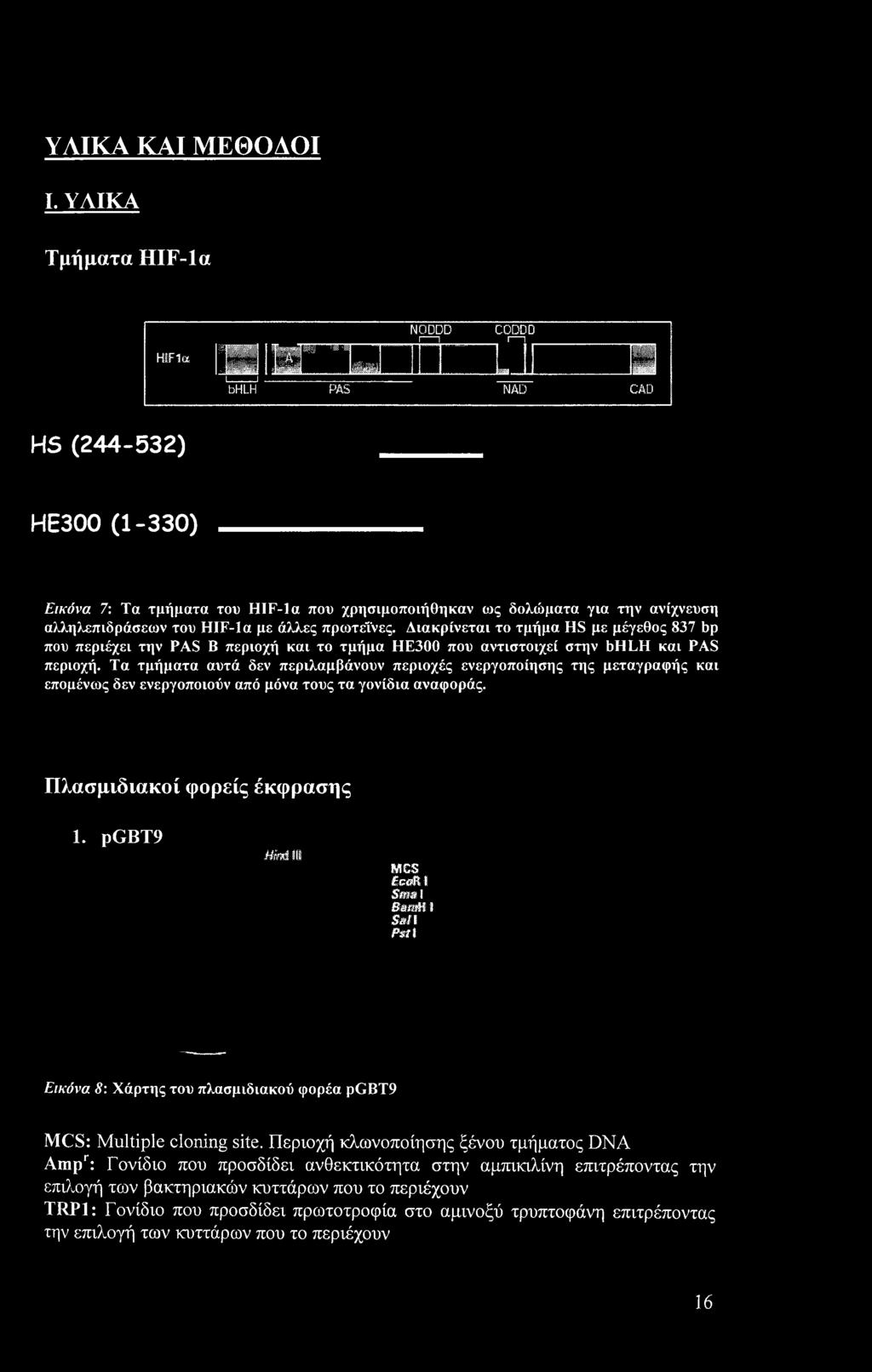 Διακρίνεται το τμήμα HS με μέγεθος 837 bp που περιέχει την PAS Β περιοχή και το τμήμα ΗΕ300 που αντιστοιχεί στην bhlh και PAS περιοχή.