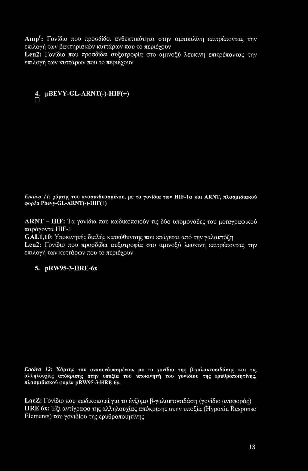 ρβεvy-gl-arnt(-)-hif(+) Εικόνα 11: χάρτης του ανασυνδυασμένου, με τα γονίδια των HIF-la και ARNT, πλασμιδιακού φορέα Pbevy-GL-ARNT(-)-HIF(+) ARNT - HIF: Τα γονίδια που κωδικοποιούν τις δύο υπομονάδες