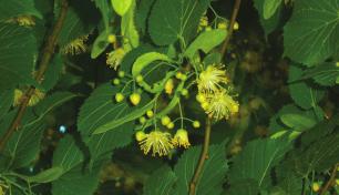 Фенологија цвјетања три врсте липе (Tilia sp.