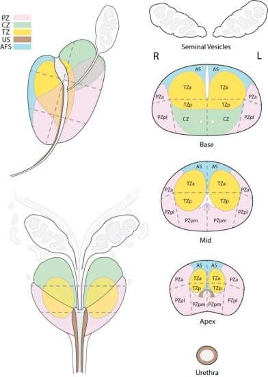 McNeal Zonal anatomy