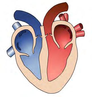 ΈΝΤΥΠΟ Β : Ο ΗΓΟΣ ΟΡΓΑΝΩΣΗΣ ΤΗΣ Ι ΑΣΚΑΛΙΑΣ προώθησής του από την καρδιά, επειδή πολλοί µαθητές θεωρούν ότι η καρδιά είναι το όργανο που καθαρίζει το αίµα από τα βλαβερές ουσίες.