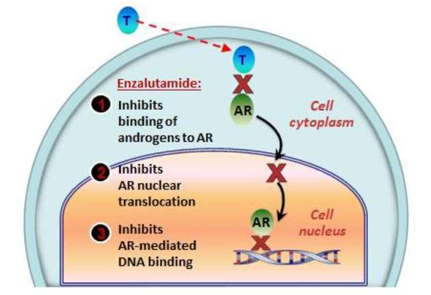 H enzalutamide έχει διαφορετικό μηχανισμό δράσης από