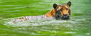 5η ΗΜΕΡΑ: ΚΑΤΣΙΚΧΑΛΙ - ΚΟΤΚΑ (3ωρη κρουαζιέρα) Κατά τη σημερινή μας ημέρα θα έχουμε την ευκαιρία να ακολουθήσουμε τα χνάρια της τίγρης της Βεγγάλης στη λάσπη, να δούμε την άγρια ζωή και την πανέμορφη