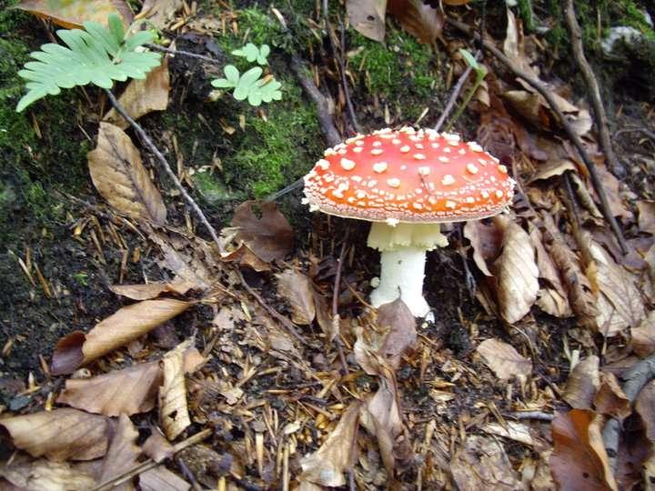 muscaria