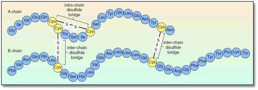 INSULIN