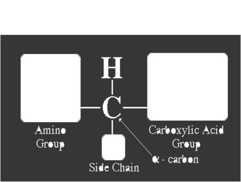 AMINO-(karboksilne) (karboksilne)-kiseline -NH 2 grupa -COOH grupa - bazna