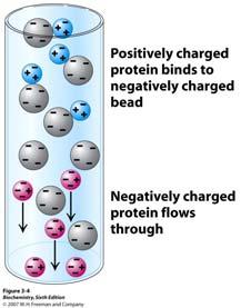 Poznavanje sekvence proteina ima praktičnu primenu: ekvenca fibrilarnih proteina a se obično ponavlja (--B--B--B-) dređen je evolutivni razvoj različitih itih klasa bioloških sistema Preko sekvence