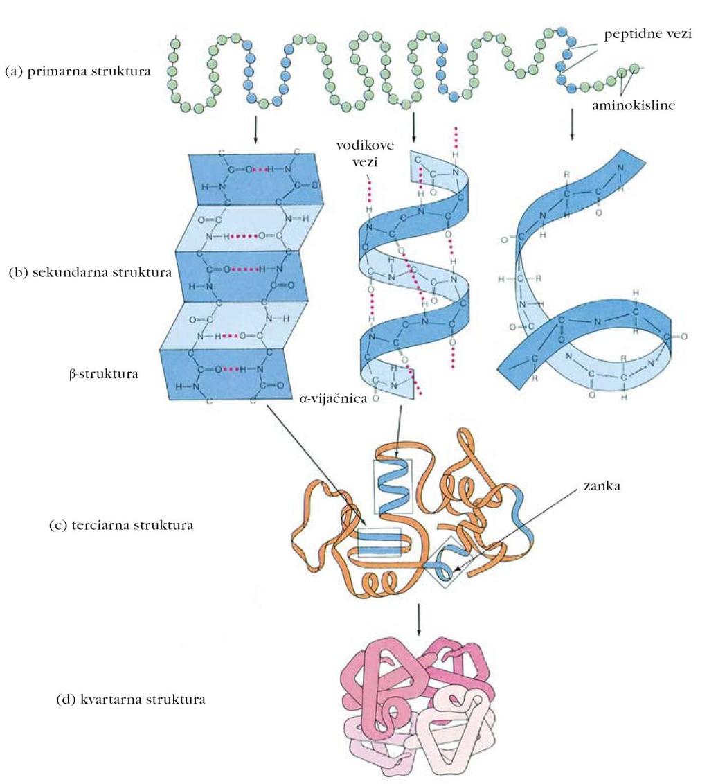 Ravni proteinske strukture Primarna struktura AK zaporedje Sekundarna stuktura α-vijačnica, β-struktura, β-zavoj Terciarna struktura trodimenzionalna (3D)